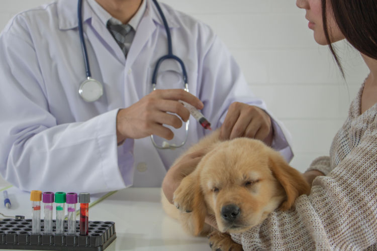 犬の高脂血症【診断方法】