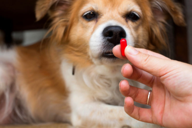 犬の高脂血症【治療方法】