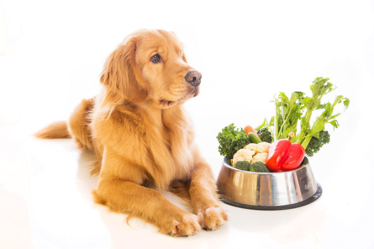 犬の高脂血症【予防対策】