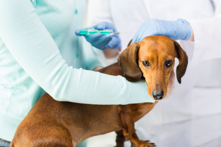 犬の椎間板ヘルニア【検査・診断方法】
