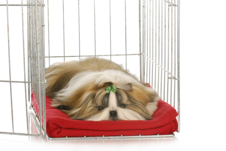 犬の椎間板ヘルニア【治療方法】