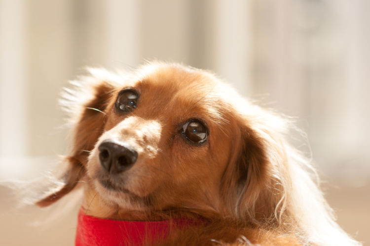 間違いやすい病気①【犬の変性性脊髄症】