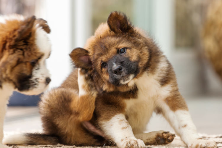 犬の外耳炎【症状】