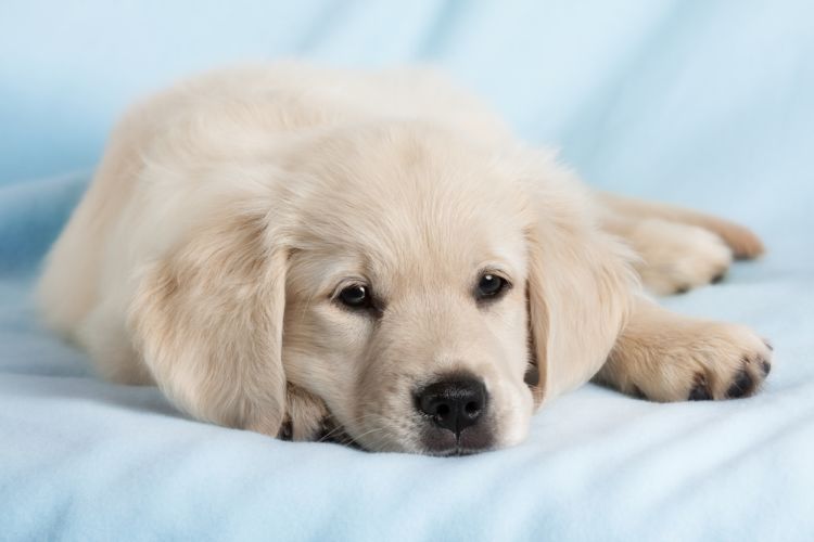 犬の表在性膿皮症【原因】