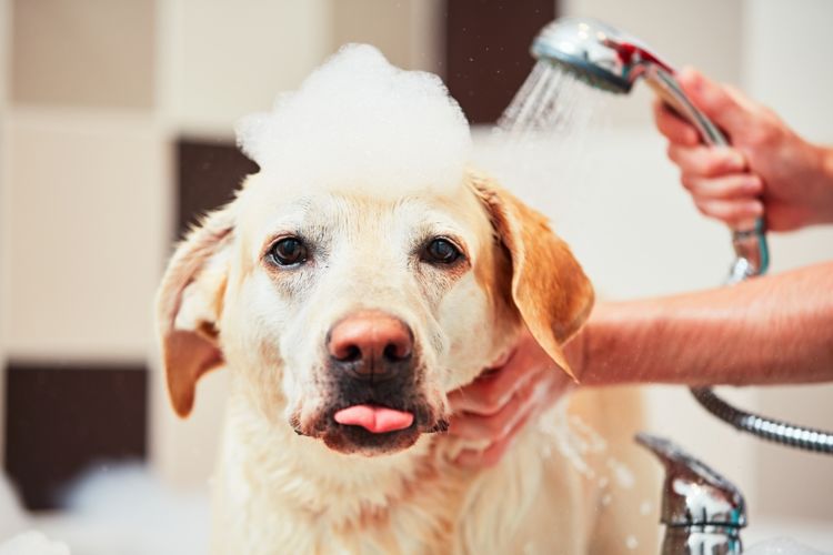 犬の表在性膿皮症【治療方法】