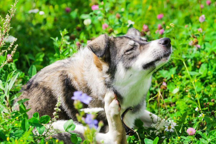 犬の表在性膿皮症【症状】