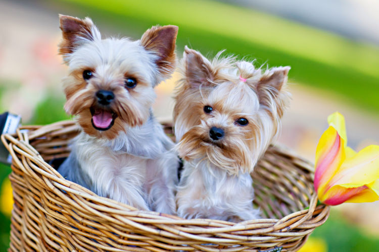 犬の表在性膿皮症【発症しやすい犬種】