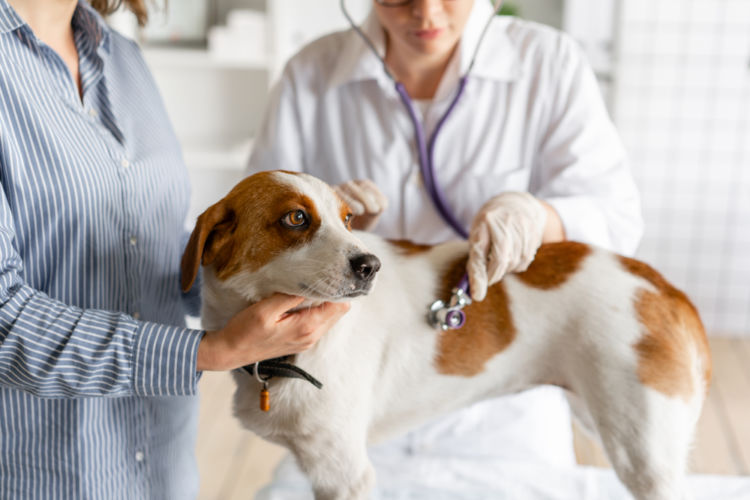 犬の表在性膿皮症【診断方法】