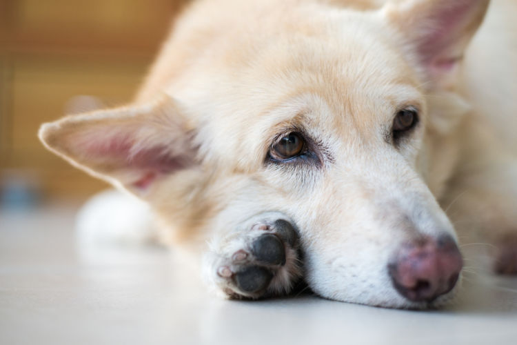 犬の表在性膿皮症【予防対策】
