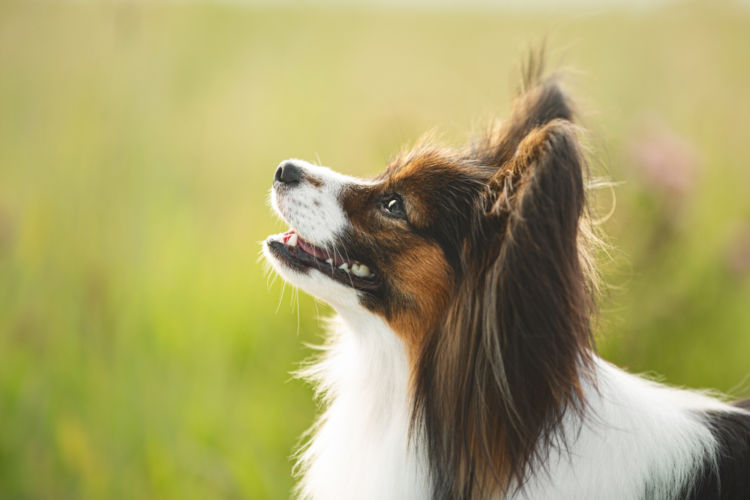 犬の表在性膿皮症と間違えやすい病気