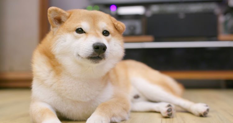 犬のアトピー性皮膚炎【発症しやすい犬種】