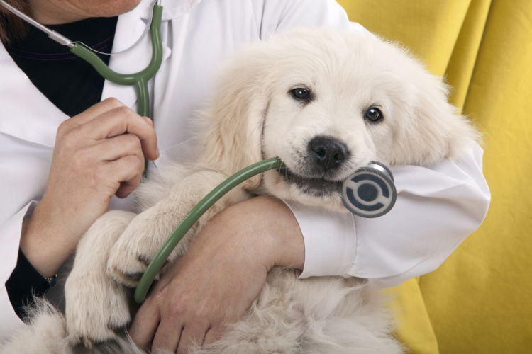 犬のアトピー性皮膚炎【診断方法】