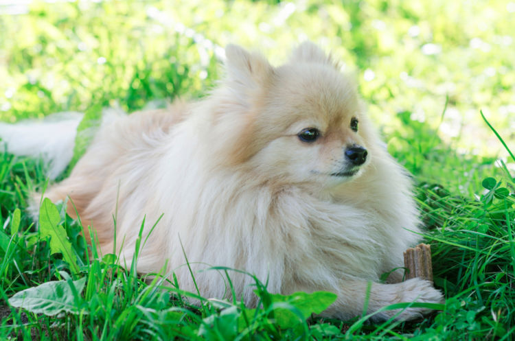 犬のアトピー性皮膚炎【治療方法】