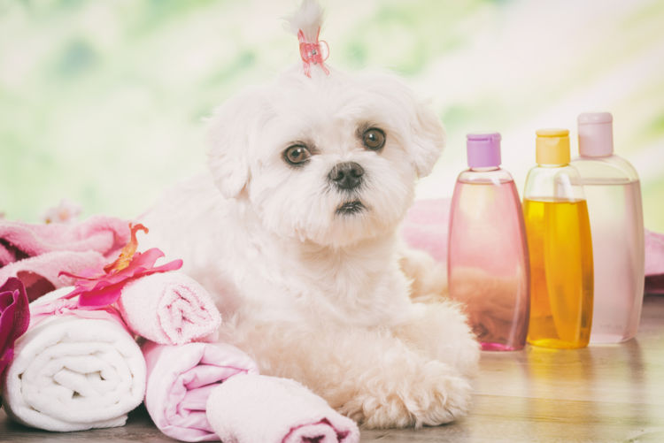 犬のアトピー性皮膚炎【予防対策】