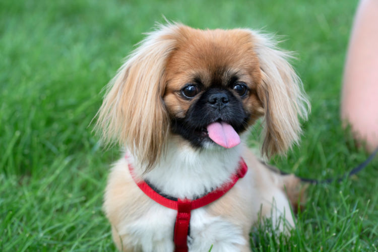 犬のアトピー性皮膚炎と間違えやすい病気