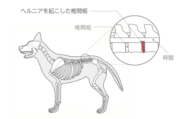 犬の椎間板ヘルニアの状態