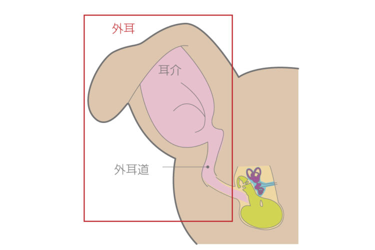 外耳(がいじ)の構造