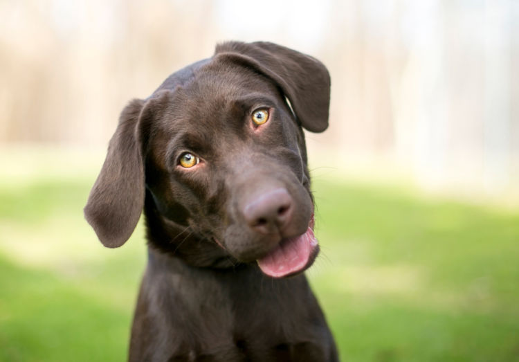 犬のレプトスピラ症の初期症状