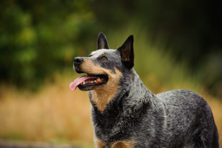 犬の口唇裂【予防対策】