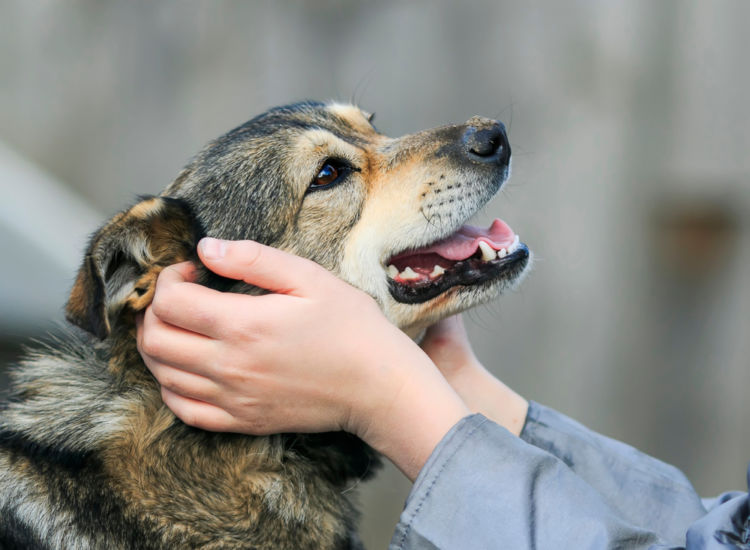 犬の変形歯(へんけいし)【間違いやすい病気は?】