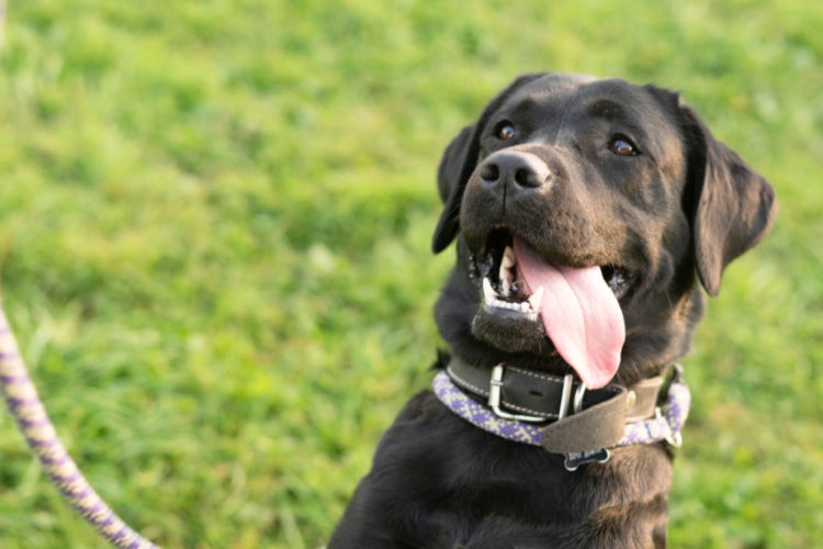 高齢犬(老犬)の外歯瘻(がいしろう)【注意点・ケア方法は?】