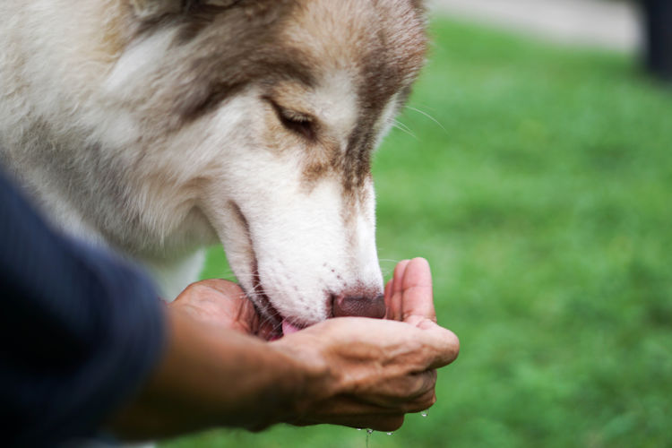 犬の内歯瘻(ないしろう)【原因は?】