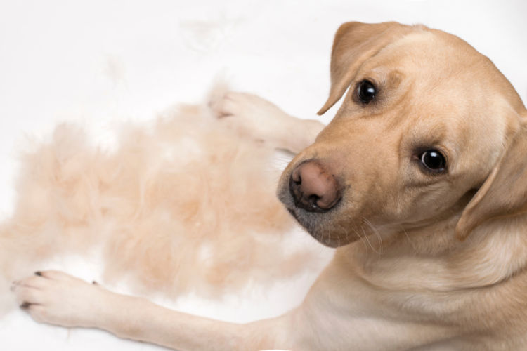 犬の強膜内シリコン義眼挿入術
