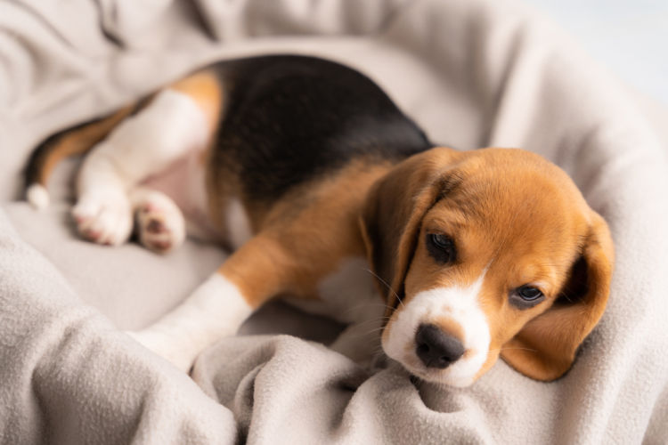 犬の薬理学的毛様体破壊術
