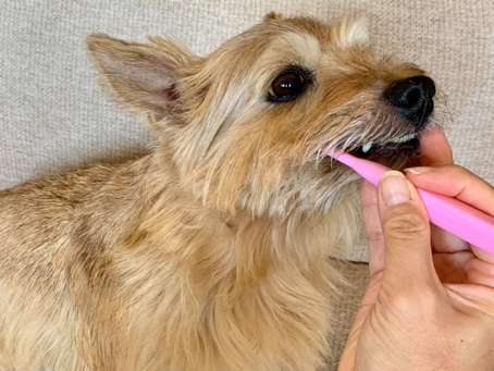 愛犬が【病気になる前から】動物病院を訪れるべき理由は?