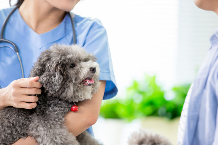 獣医師と犬の飼い主との信頼関係