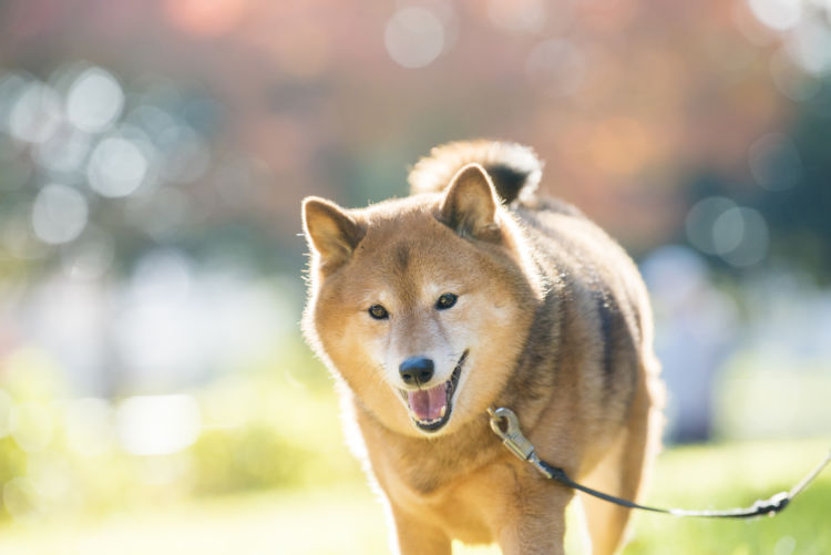 【シニア】になった愛犬の健康寿命を延ばすために重要なことは?