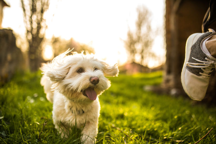 【愛犬の健康寿命】を延ばすには、飼い主の意識が重要!