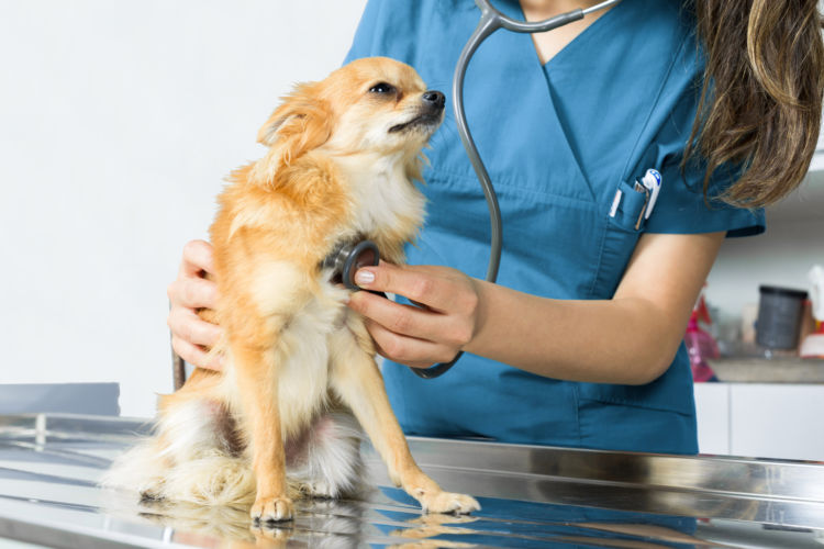 愛犬のかかりつけ医と信頼関係を築く