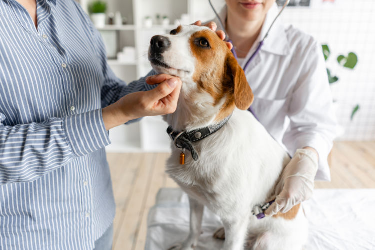 愛犬が健康なうちから動物病院にご相談を