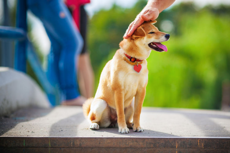柴犬を褒める