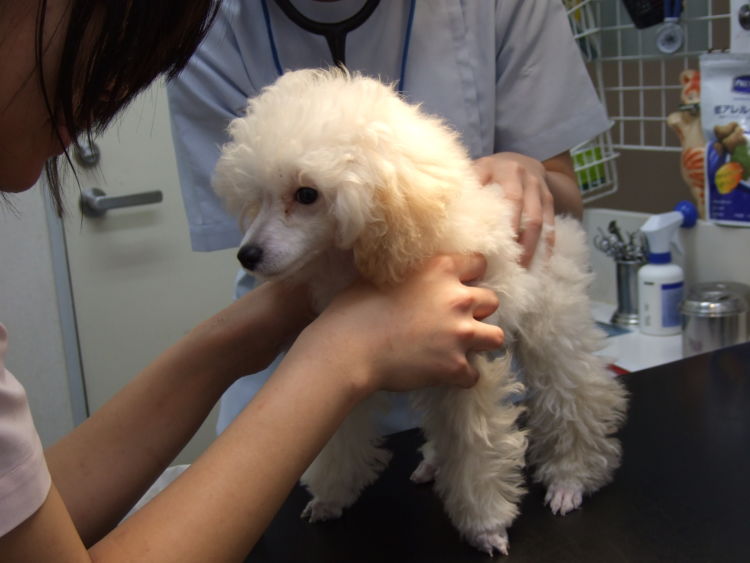 悪性腫瘍
