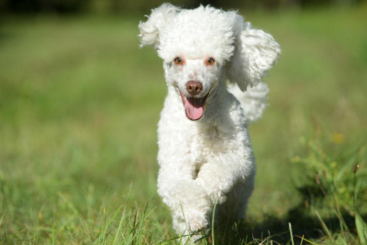 トイ・プードルが高齢犬(シニア犬)になったら起こること