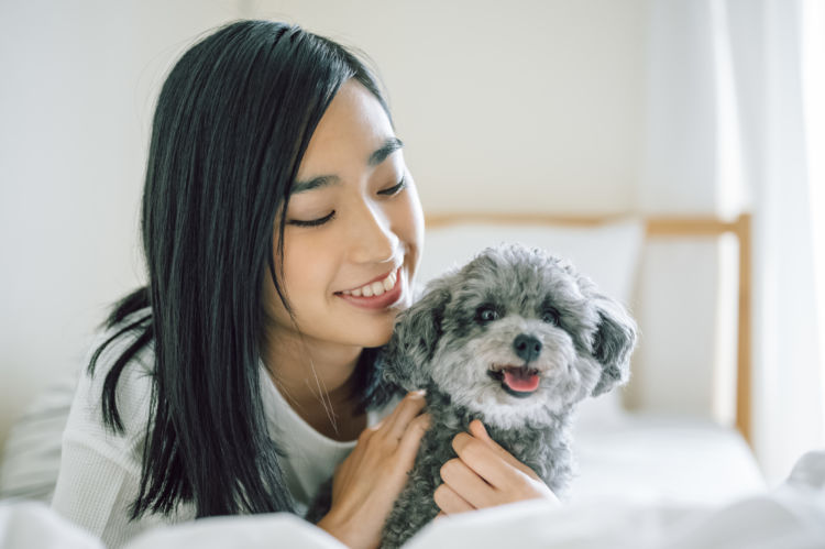 友好的な性格のトイプードル