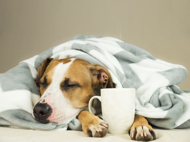 犬がカフェオレを誤飲した場合のまとめ