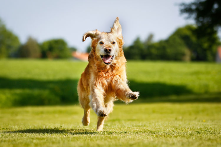 狩猟犬だったゴールデン・レトリバー