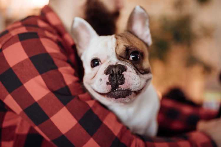 犬がハーブティーを誤飲した場合のまとめ