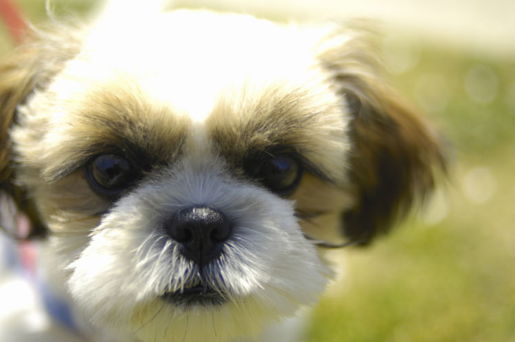 シー・ズーが高齢犬(シニア犬)になったら起こること