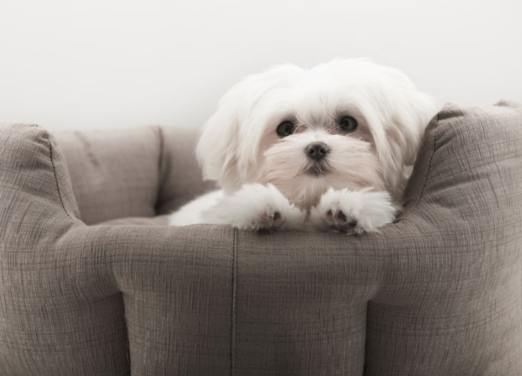 マルチーズが高齢犬(シニア犬)になったら起こること
