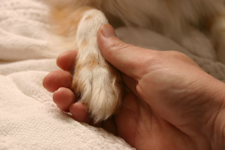 注意すべき病気①膝蓋骨脱臼(パテラ)