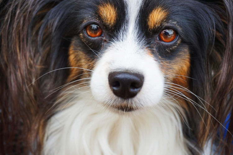 パピヨンが高齢犬(シニア犬)になったら起こること