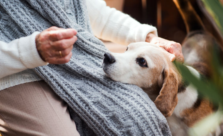 老犬ホームが生まれた背景②「人と犬の高齢化・長寿化の裏側にある問題」