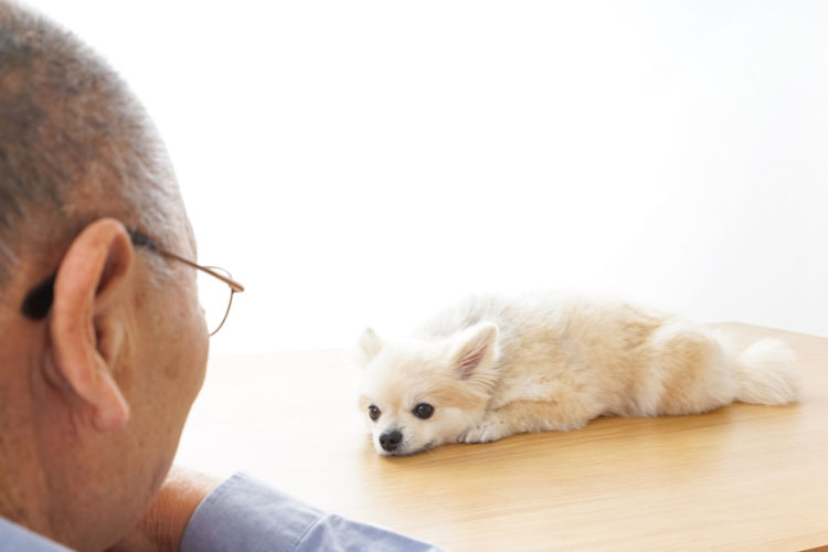老犬ホームが生まれた背景③「核家族化により、犬の世話をする人が限られる」