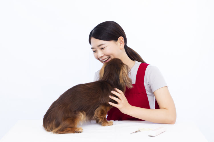 【老犬ホーム】タイプ(種類)