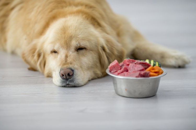 犬の細菌による食中毒