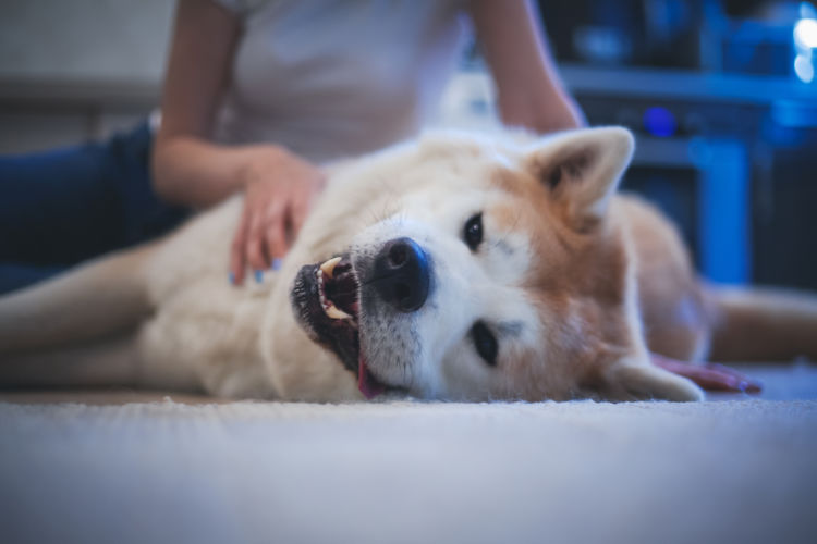 秋田犬 暑い 苦手